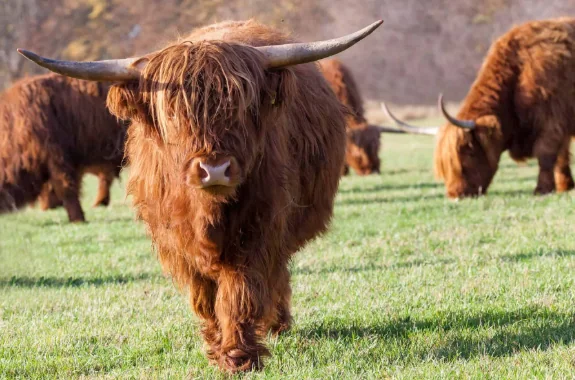 Cow reference